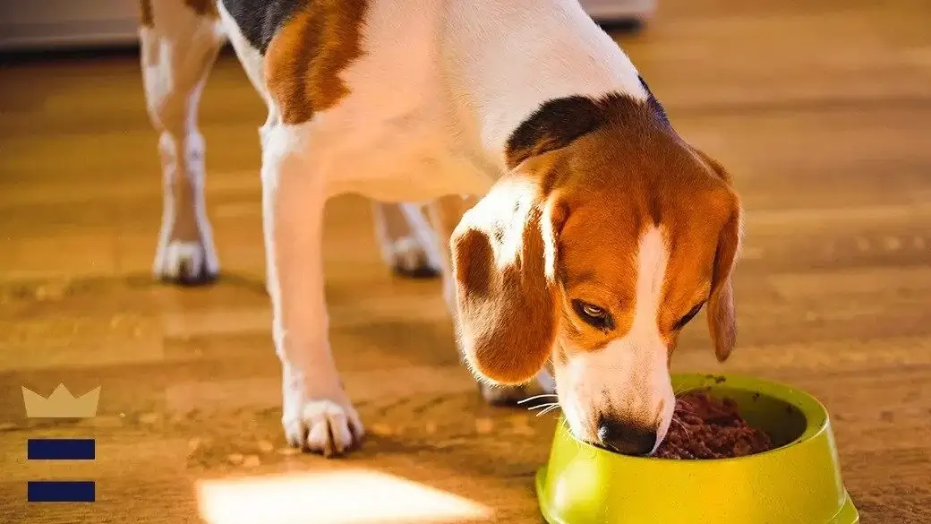 High Calorie Dog Foods