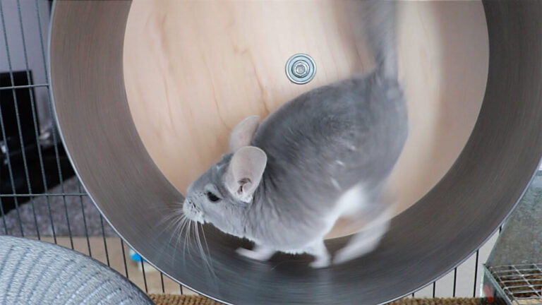 Benefits Of Chinchilla Wheels