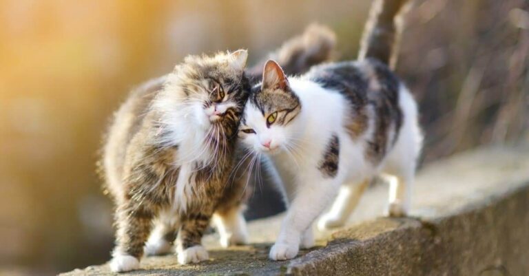 Friendly Cat Breeds