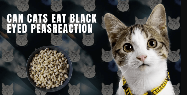 Can Cats Eat Black Eyed Peas