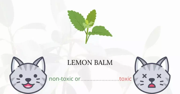 Can Cats Eat Lemon Balm