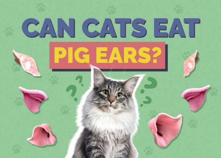Can Cats Eat Pigs Ears