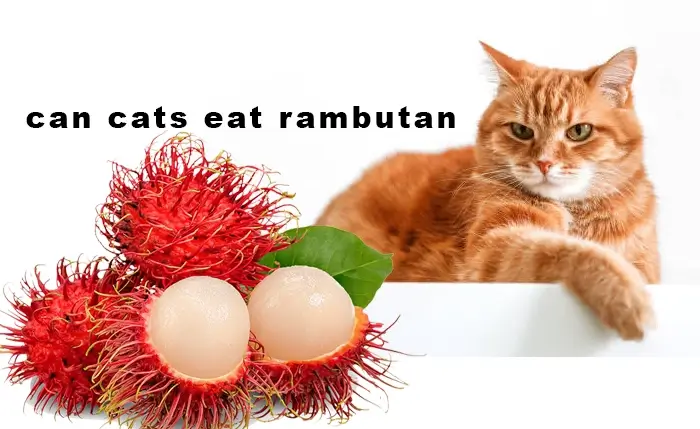 Can Cats Eat Rambutan