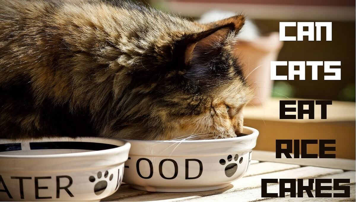 Can Cats Eat Rice Cakes