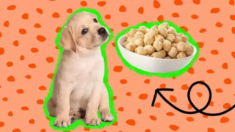 Can Dogs Eat Chickpeas
