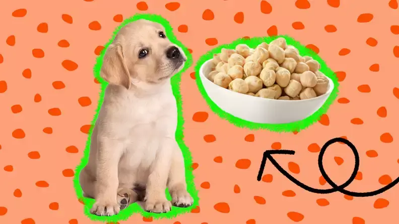 Can Dogs Eat Chickpeas