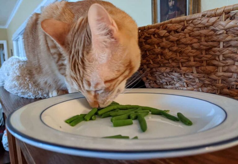 Can Cats Eat Green Beans