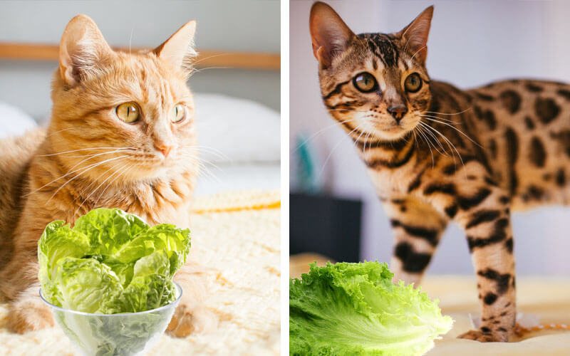 Can Cats Eat Lettuce?
