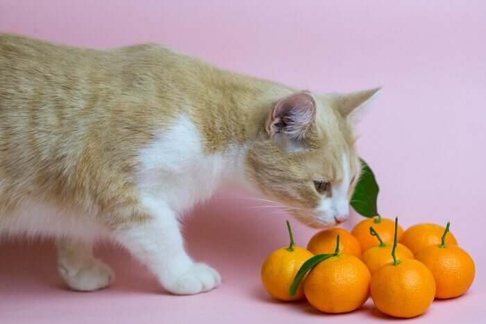 Can Cats Eat Oranges