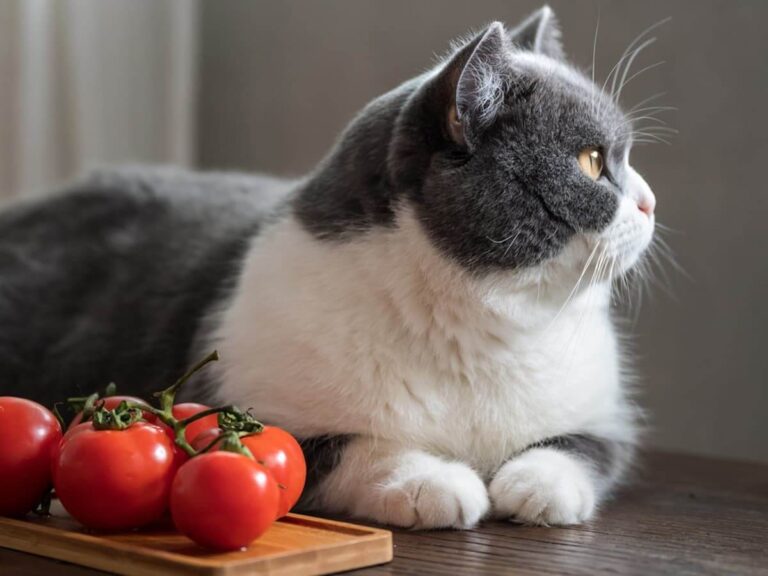Can Cats Eat Tomatoes?
