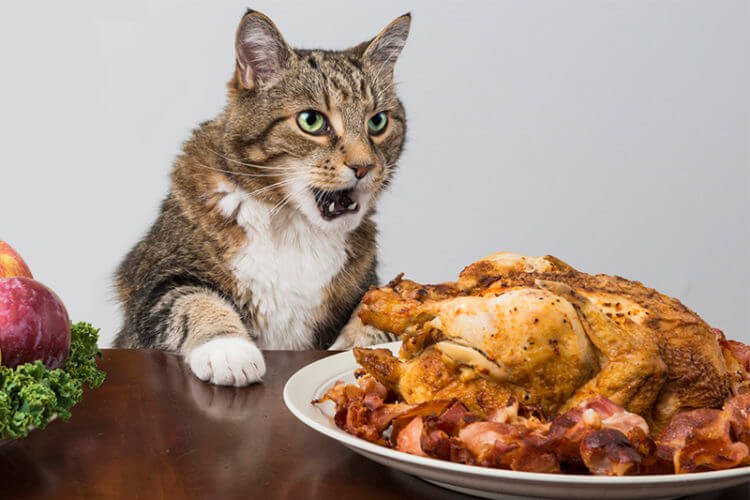 Can Cats Eat Turkey?
