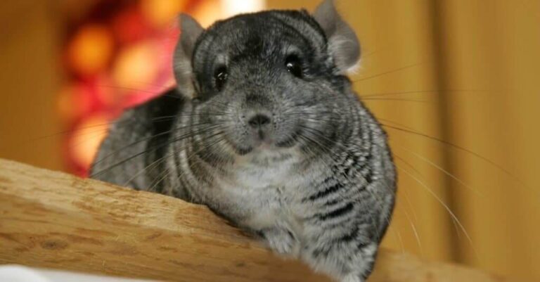Can Chinchillas Get Fleas