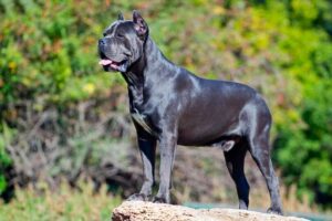Cane Corso Dog