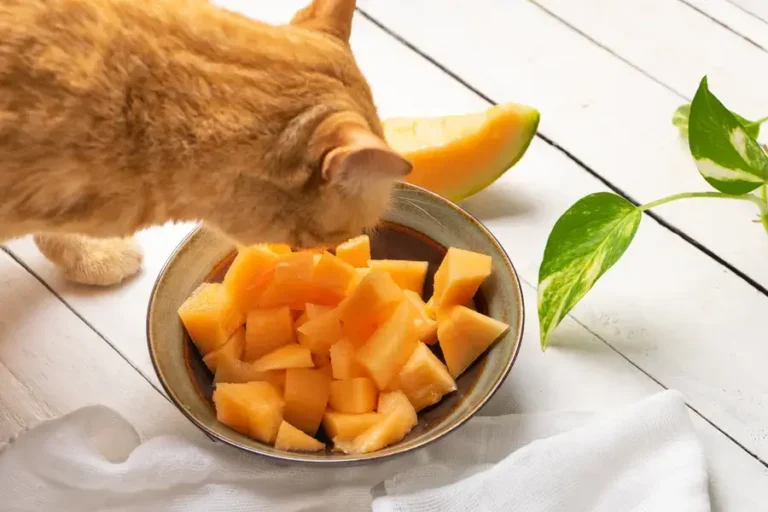 Can Cats Eat Cantaloupe