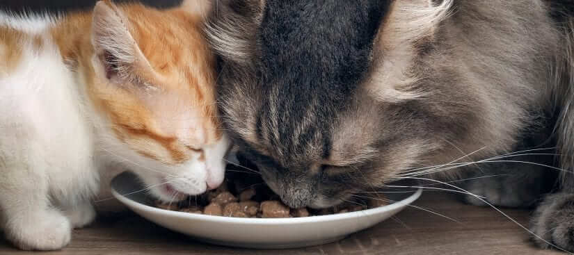Can Cats Eat Raisins