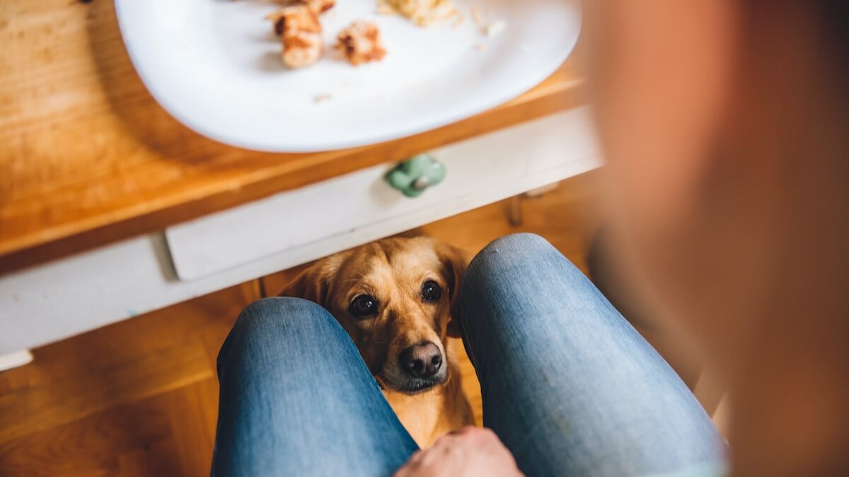 Can Cats and Dogs Share Hash Browns?