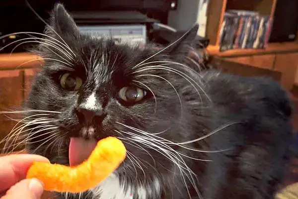 Can Cats Eat Cheetos