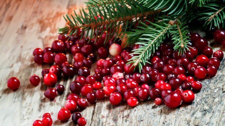 Can cats eat Cranberries