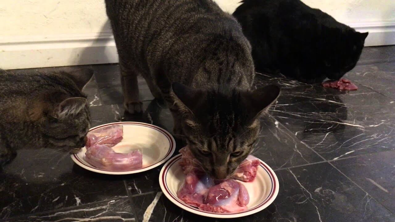 Can Cats Eat Raw Turkey Necks