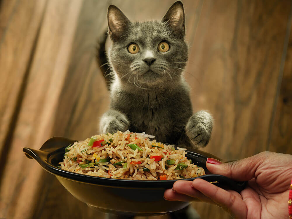 Can Cats Eat Brown Rice