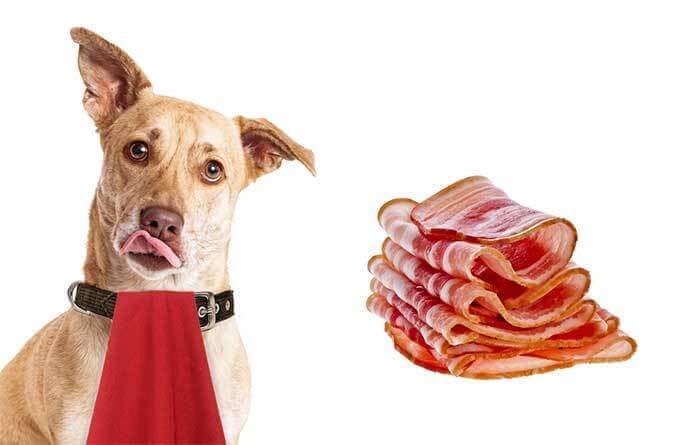 Can Dogs Eat Bacon Grease