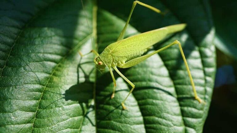 Can Dogs Eat Grasshoppers