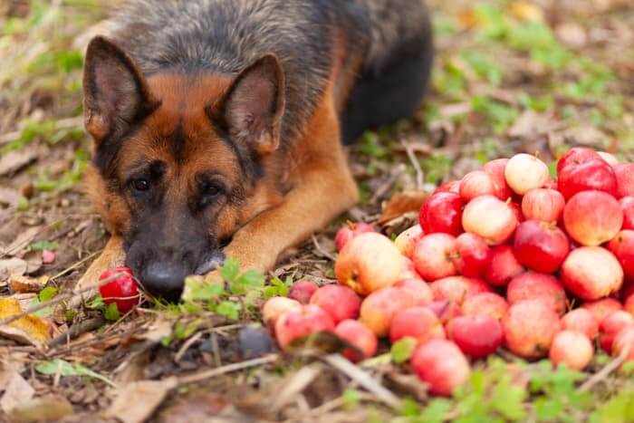 Can Dogs Eat Apples