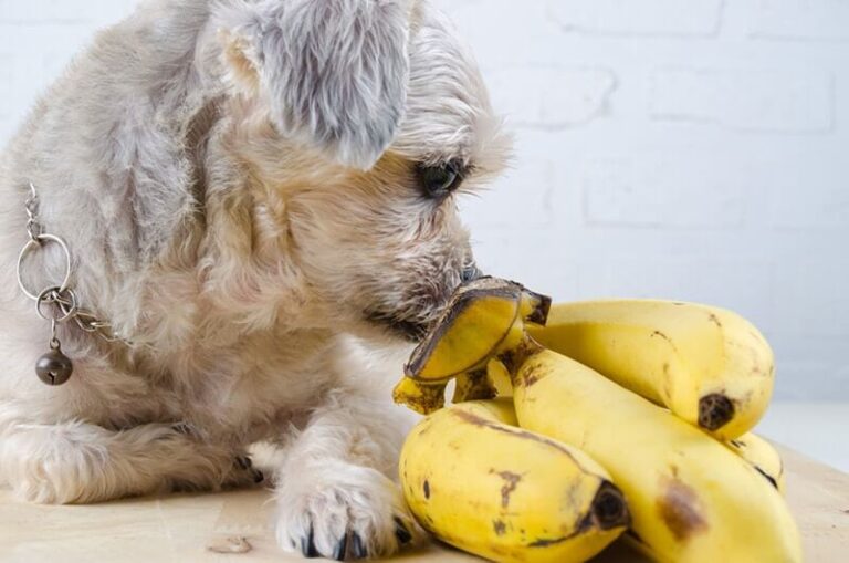 Can Dogs Eat Bananas