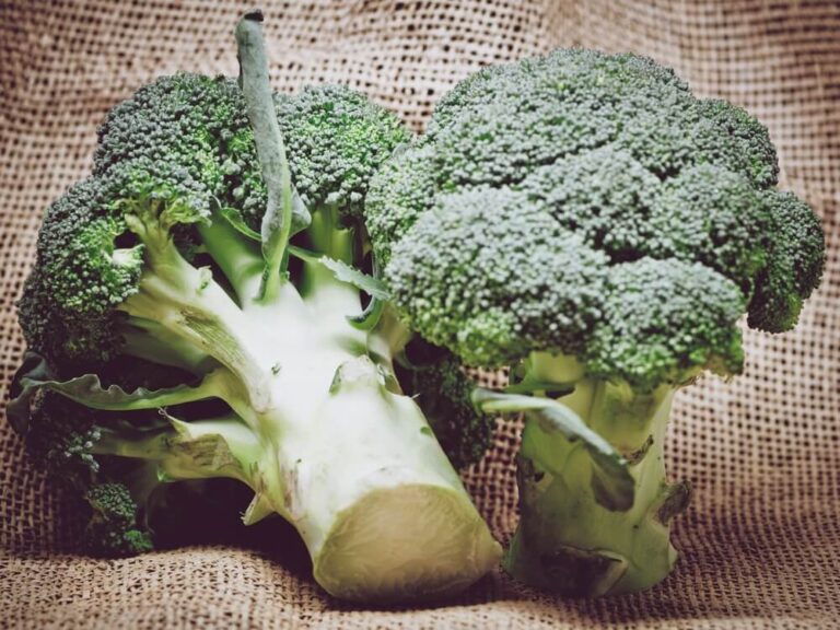Can Dogs Eat Broccoli