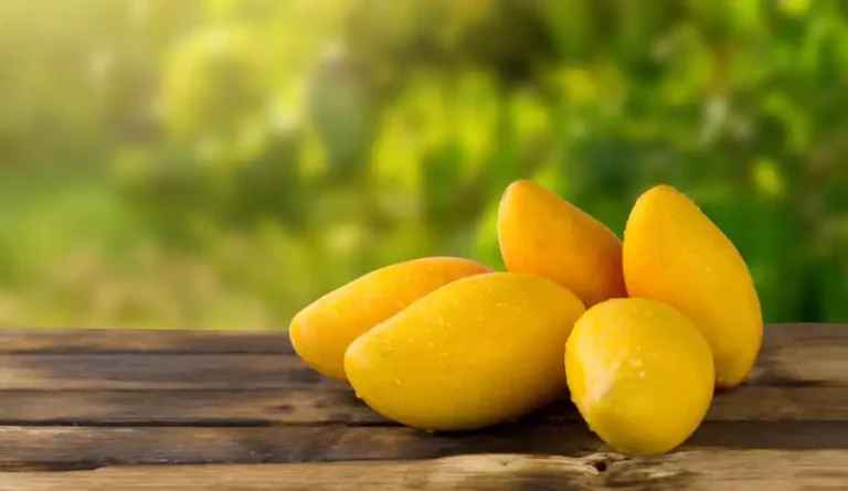 Can Dogs Eat Mango