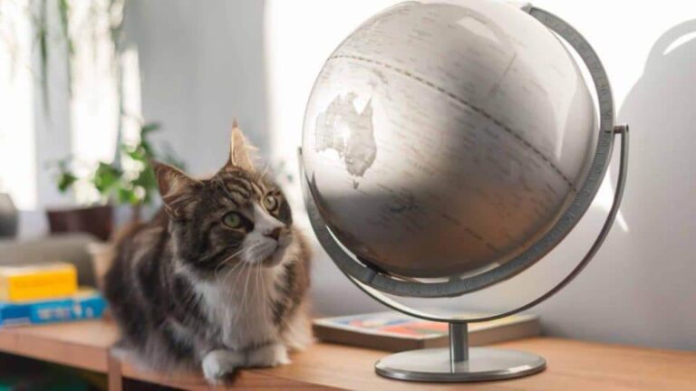 How Many Cats Are There on the Planet