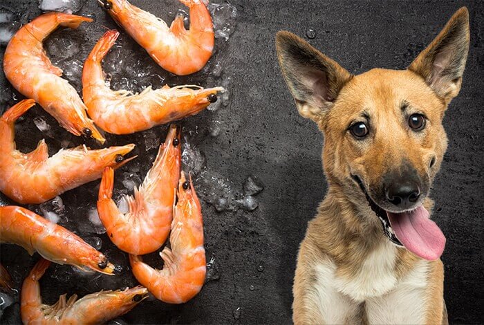 Can Dogs Eat Shrimp