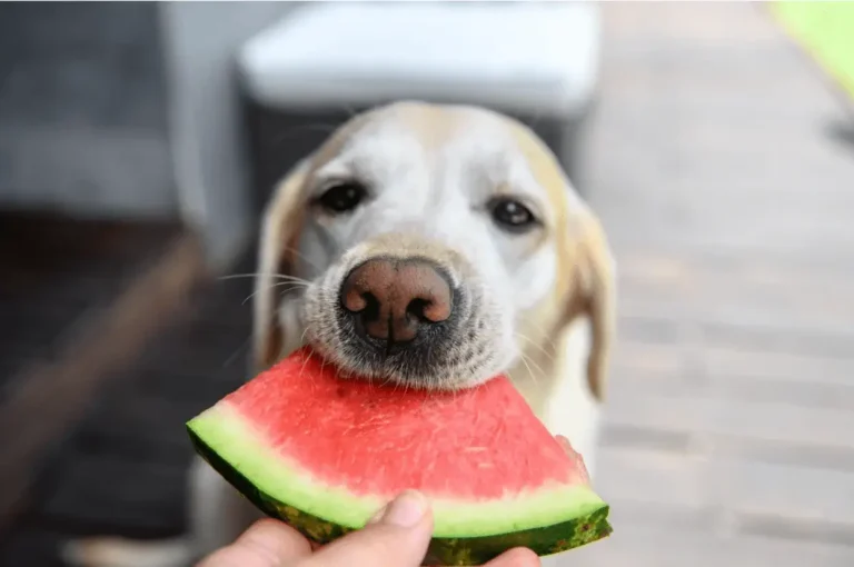 Can Dogs Eat Watermelon