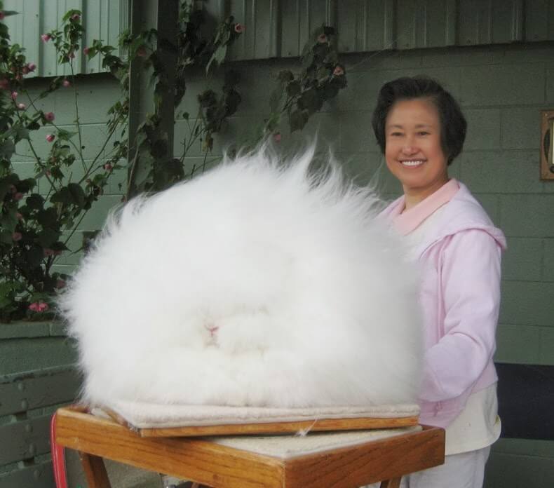 Angora Rabbit