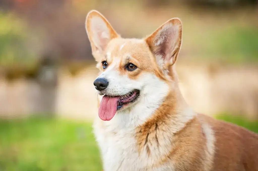 Are Corgis High Maintenance