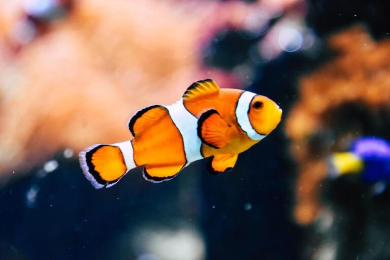 Are Fishes Sociable and Ideal as Pets