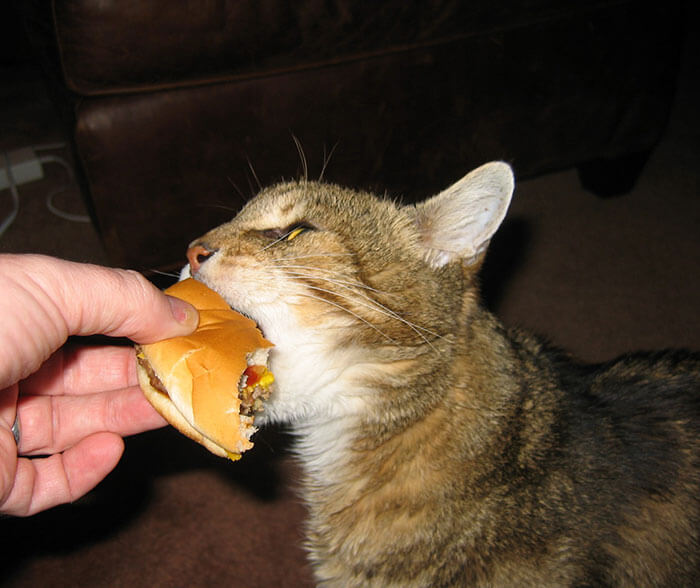 Can Cats Eat McDonald's Burgers