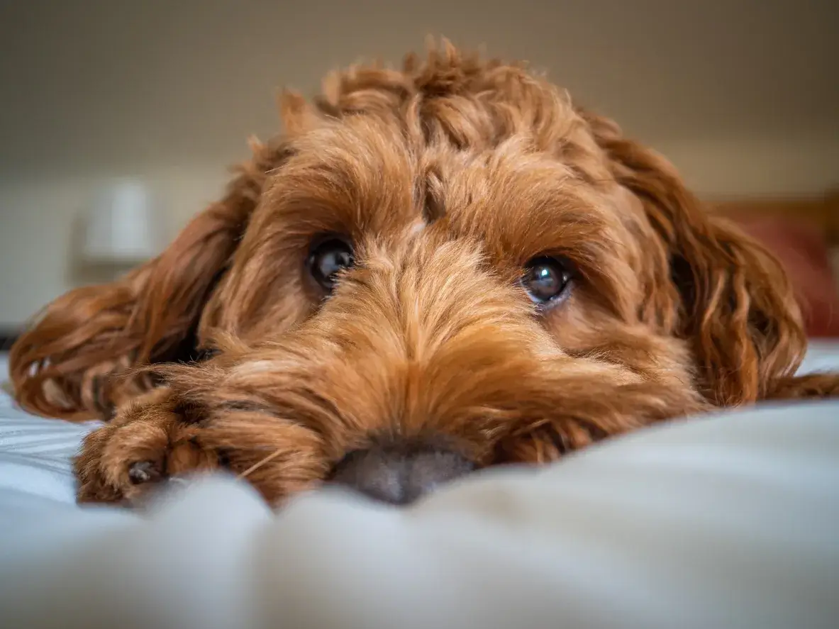 Cockapoo Dog