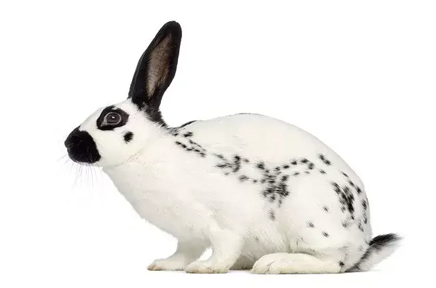 English Spot Rabbit