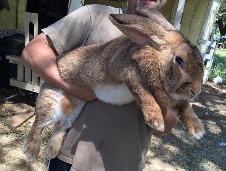 Flemish Giant Rabbit