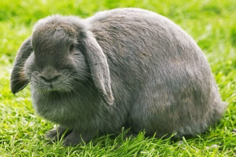French Lop Rabbit