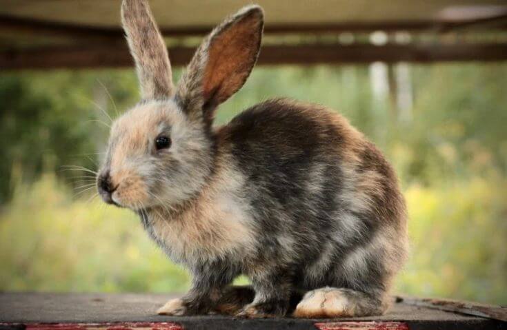 Harlequin Rabbit