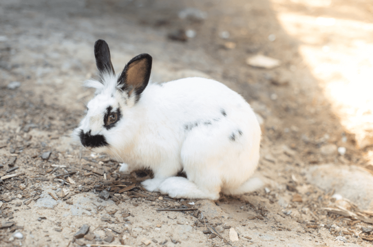 Himalayan Cat Rabbit