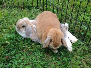 Holland Lop