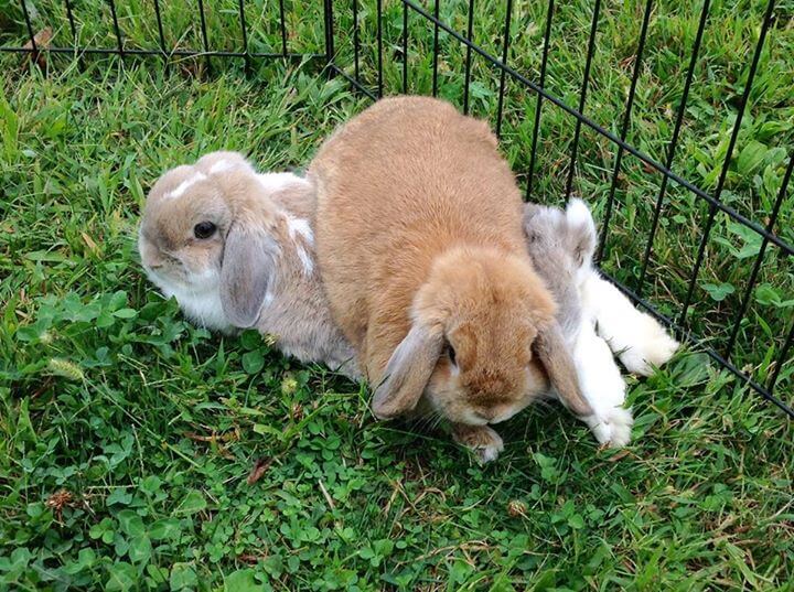 Holland Lop
