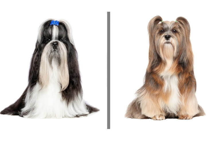 Lhasa Apso Dog