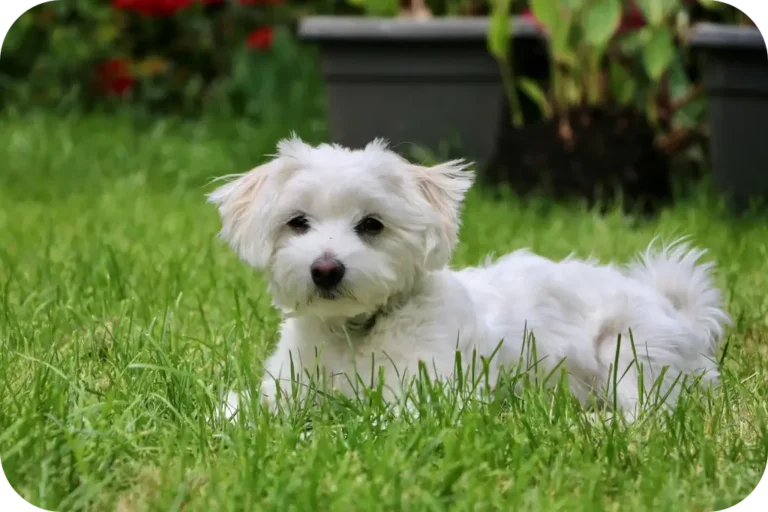 Maltichon Dog