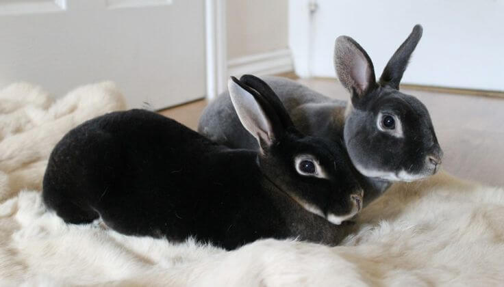 Mini Rex Rabbit