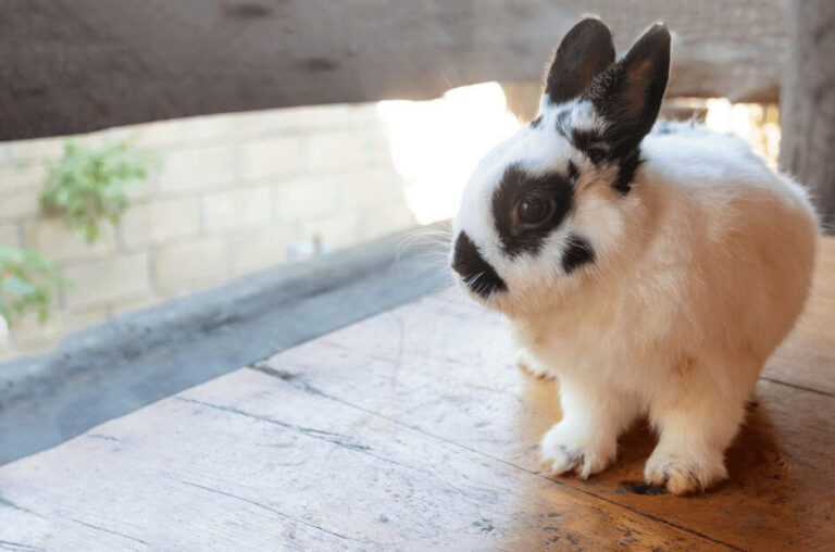 Netherland Dwarf Rabbit