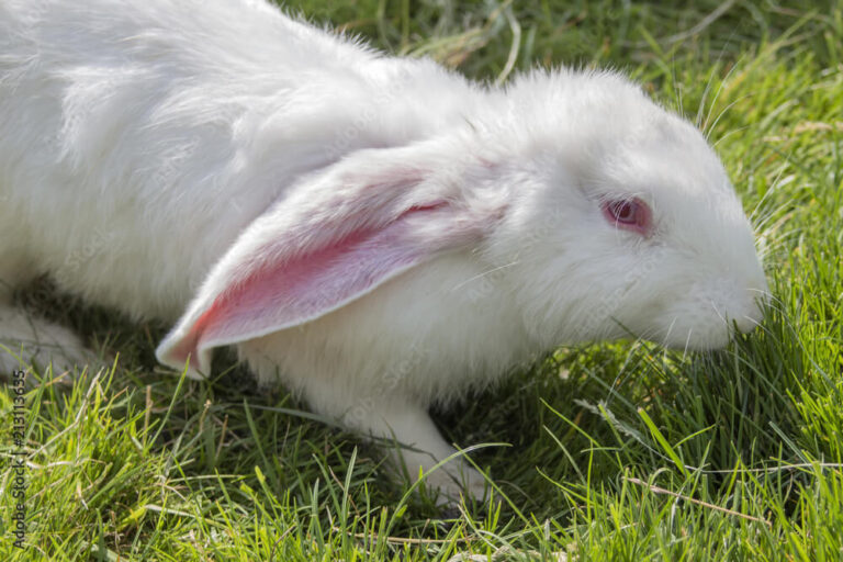 New Zealand Rabbit